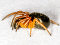 Hypsosinga pygmaea